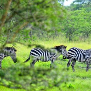 3 DAY LAKE MBURO NATIONAL PARK SAFARI