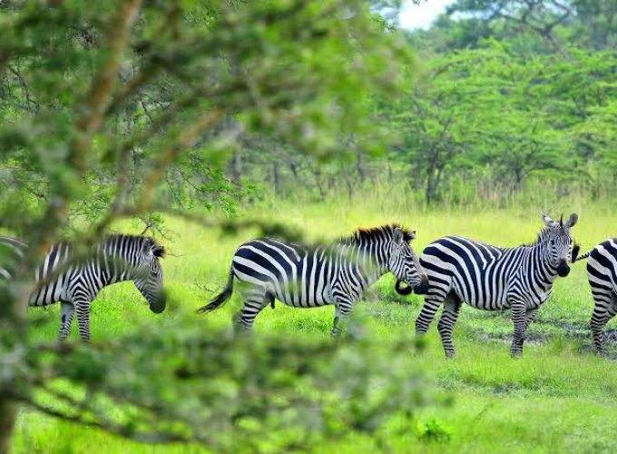 3 DAY LAKE MBURO NATIONAL PARK SAFARI