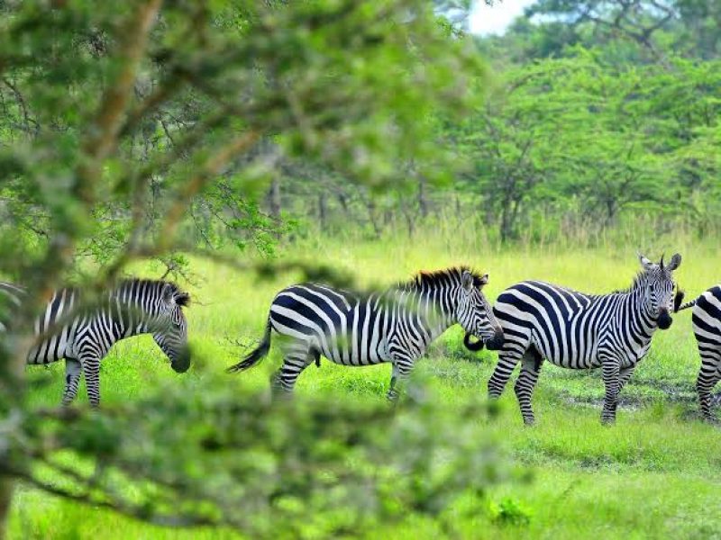 3 DAY LAKE MBURO NATIONAL PARK SAFARI