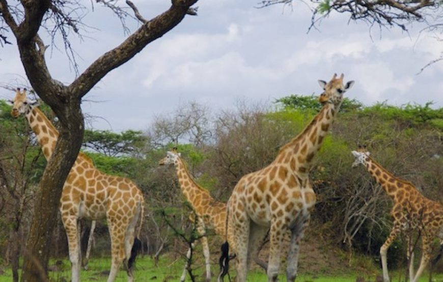 3-DAY MURCHISON FALLS NP SAFARI ADVENTURE – MIDRANGE