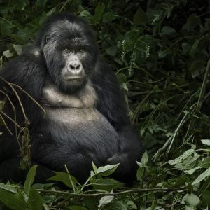 11-Day Best of Uganda Gorillas, Chimps & Wildlife Safari