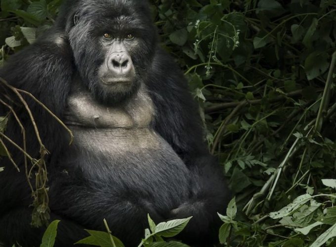 11-DAY BEST OF UGANDA GORILLAS, CHIMPS & WILDLIFE SAFARI